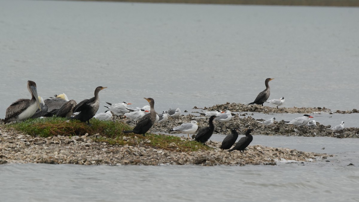 קורמורן אמריקני - ML646651296