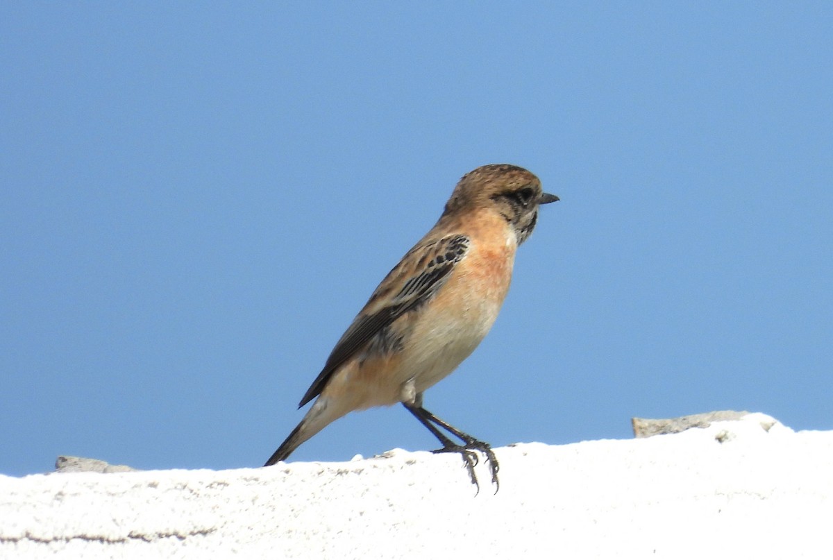 Siberian Stonechat - ML646651298