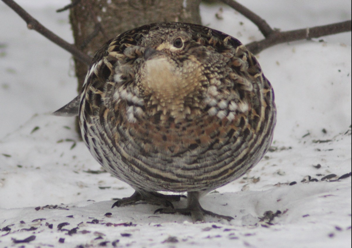 jeřábek kanadský - ML646651306