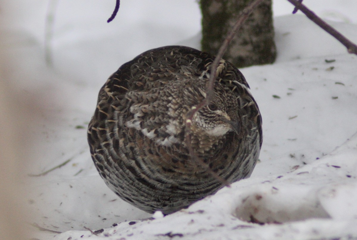 jeřábek kanadský - ML646651307