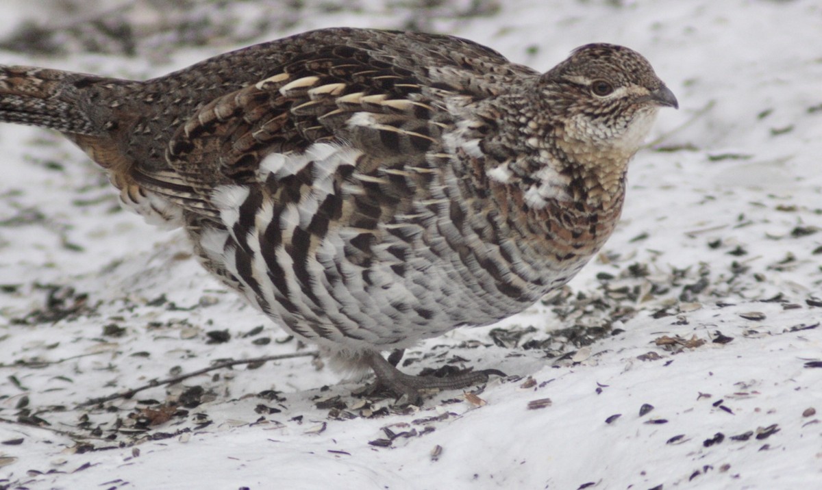 jeřábek kanadský - ML646651308