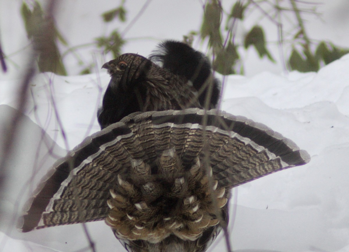 jeřábek kanadský - ML646651309