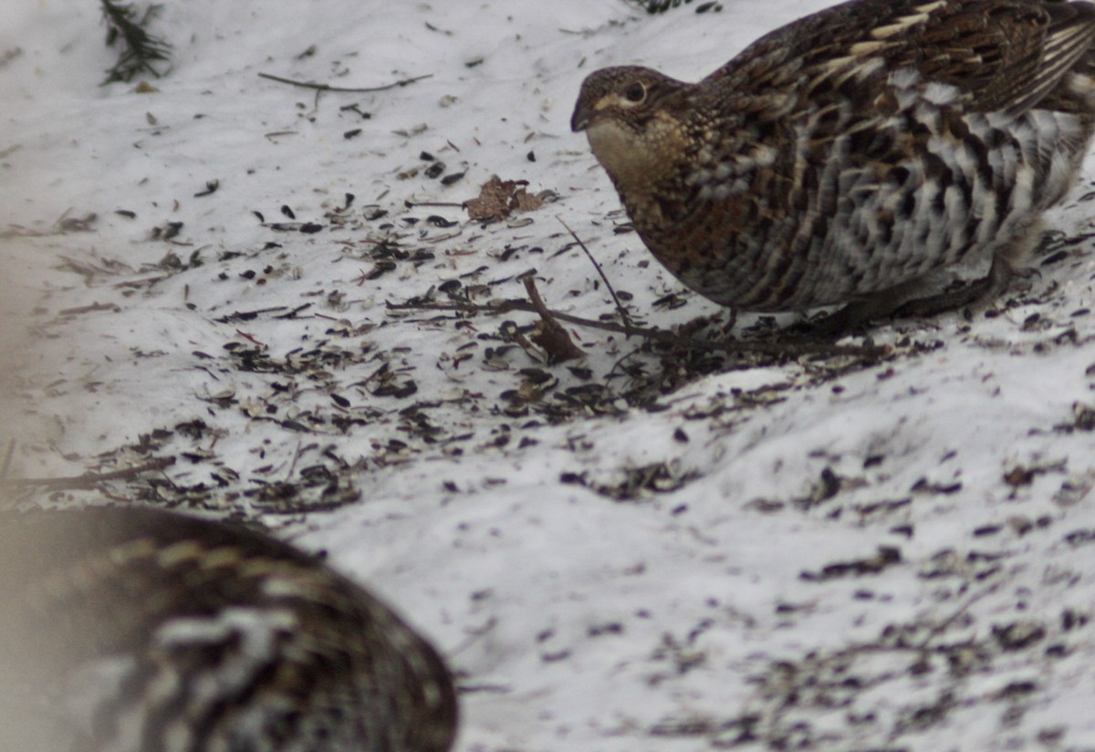 jeřábek kanadský - ML646651310