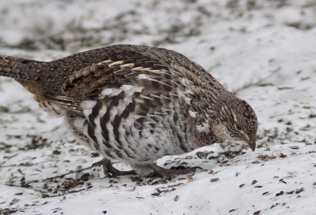 jeřábek kanadský - ML646651311