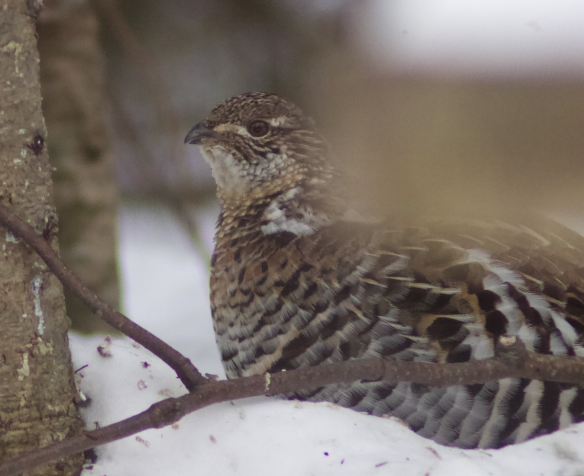 jeřábek kanadský - ML646651312