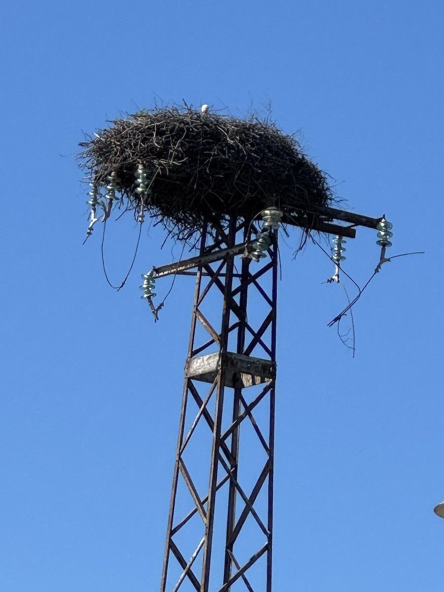 White Stork - ML646651323