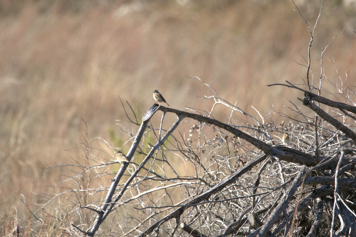 Savannah Serçesi - ML646651324