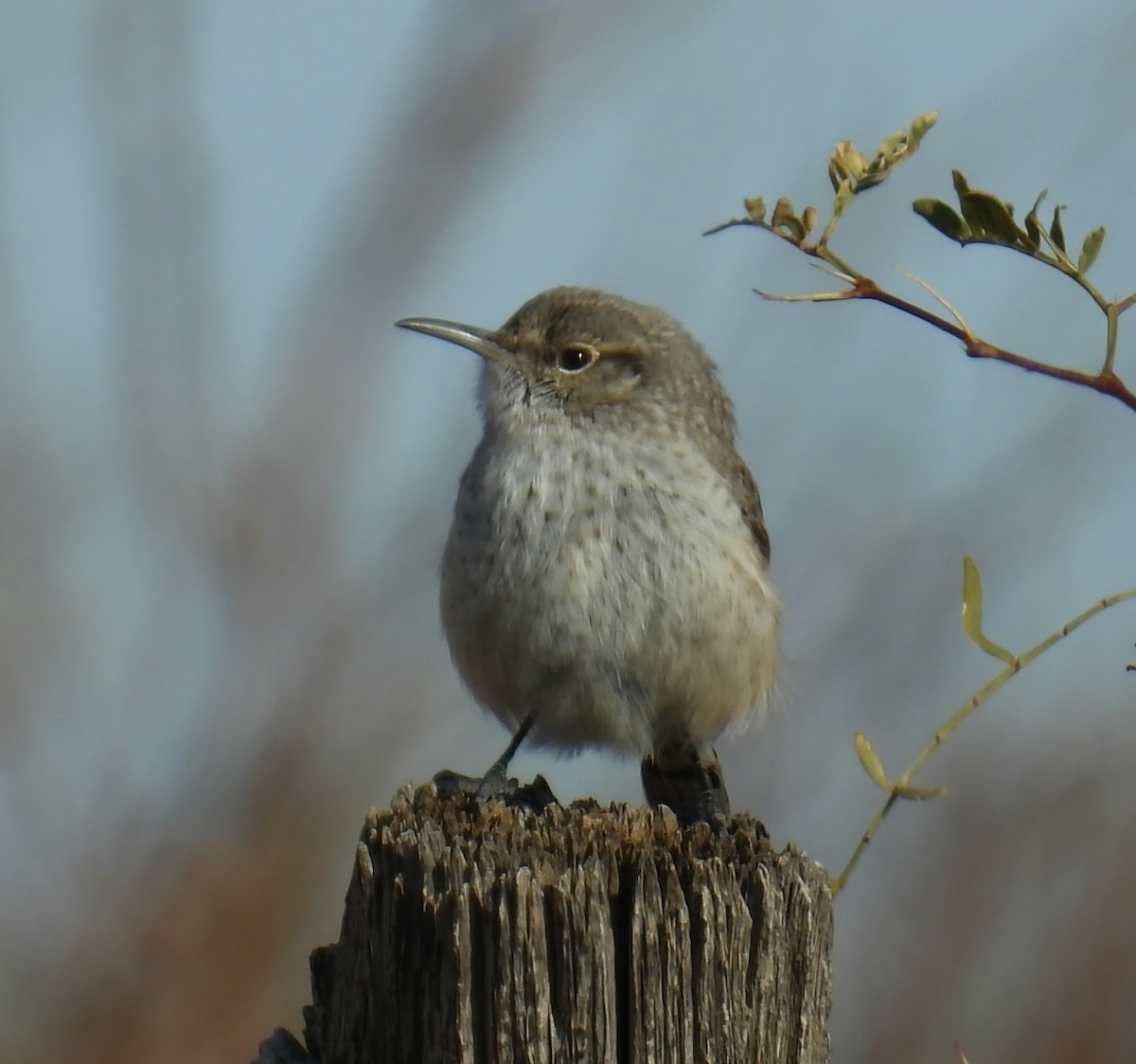 Rock Wren - ML646651325