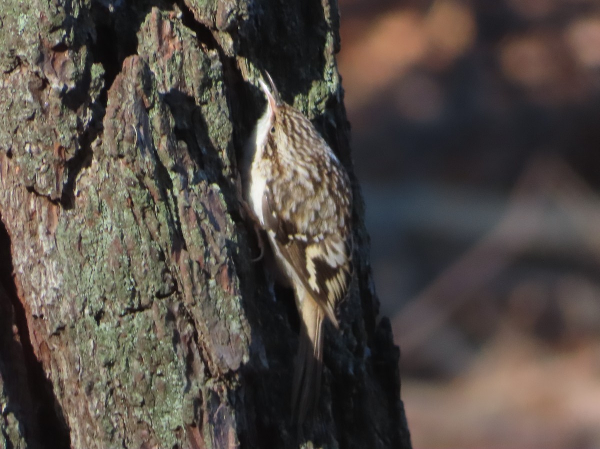Brown Creeper - ML646651327
