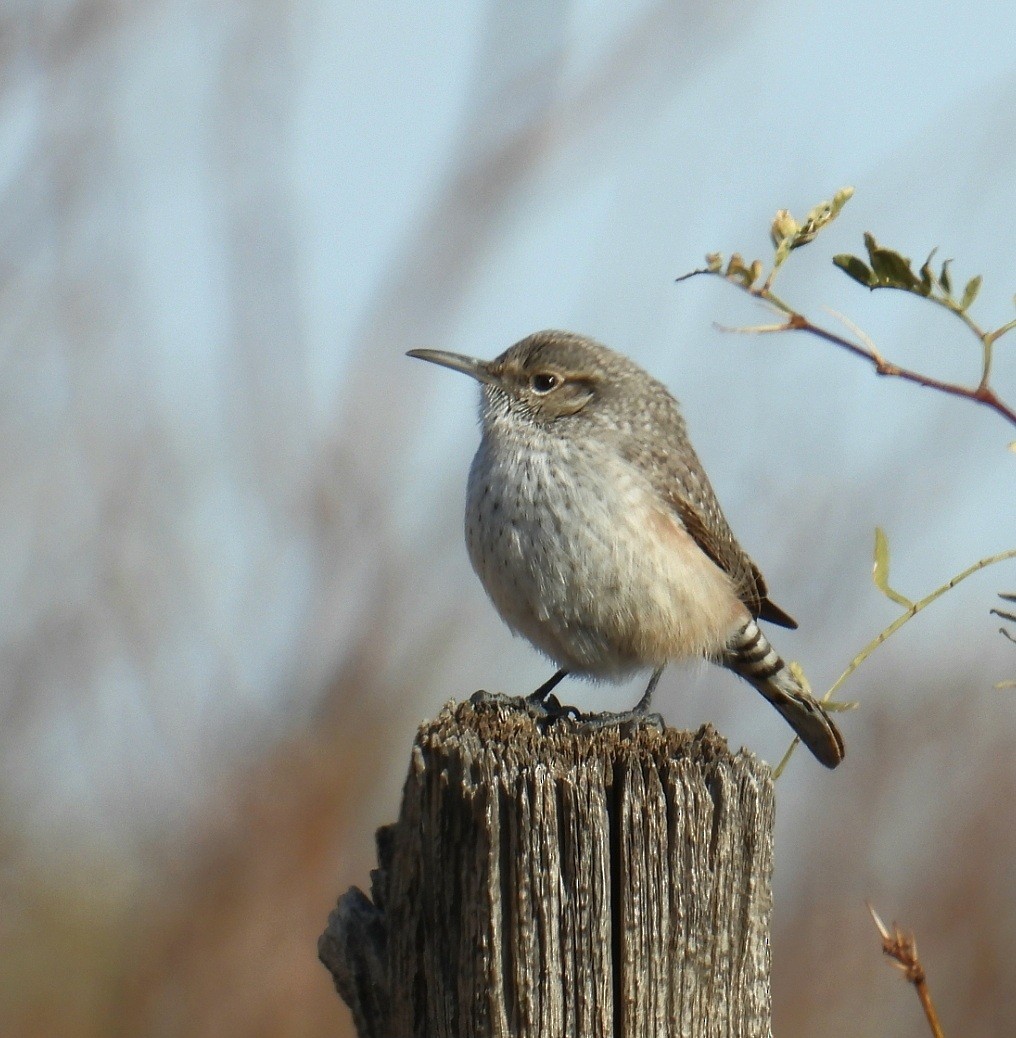 Rock Wren - ML646651328