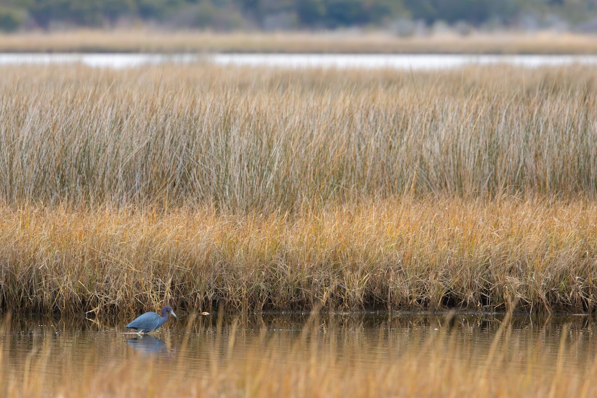 Little Blue Heron - ML646651330
