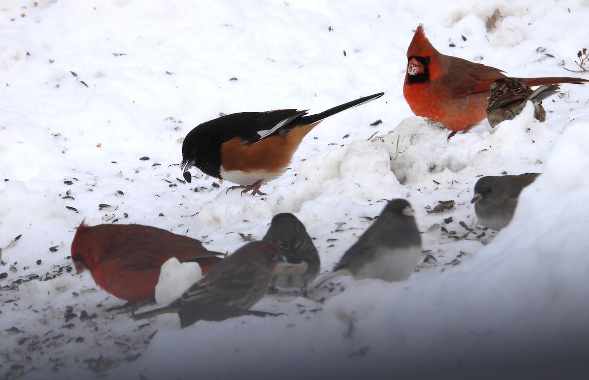 ワキアカトウヒチョウ - ML646651332