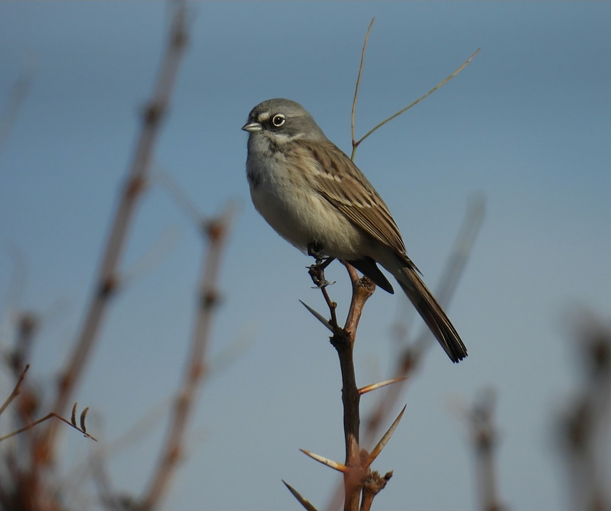Sagebrush Sparrow - ML646651334