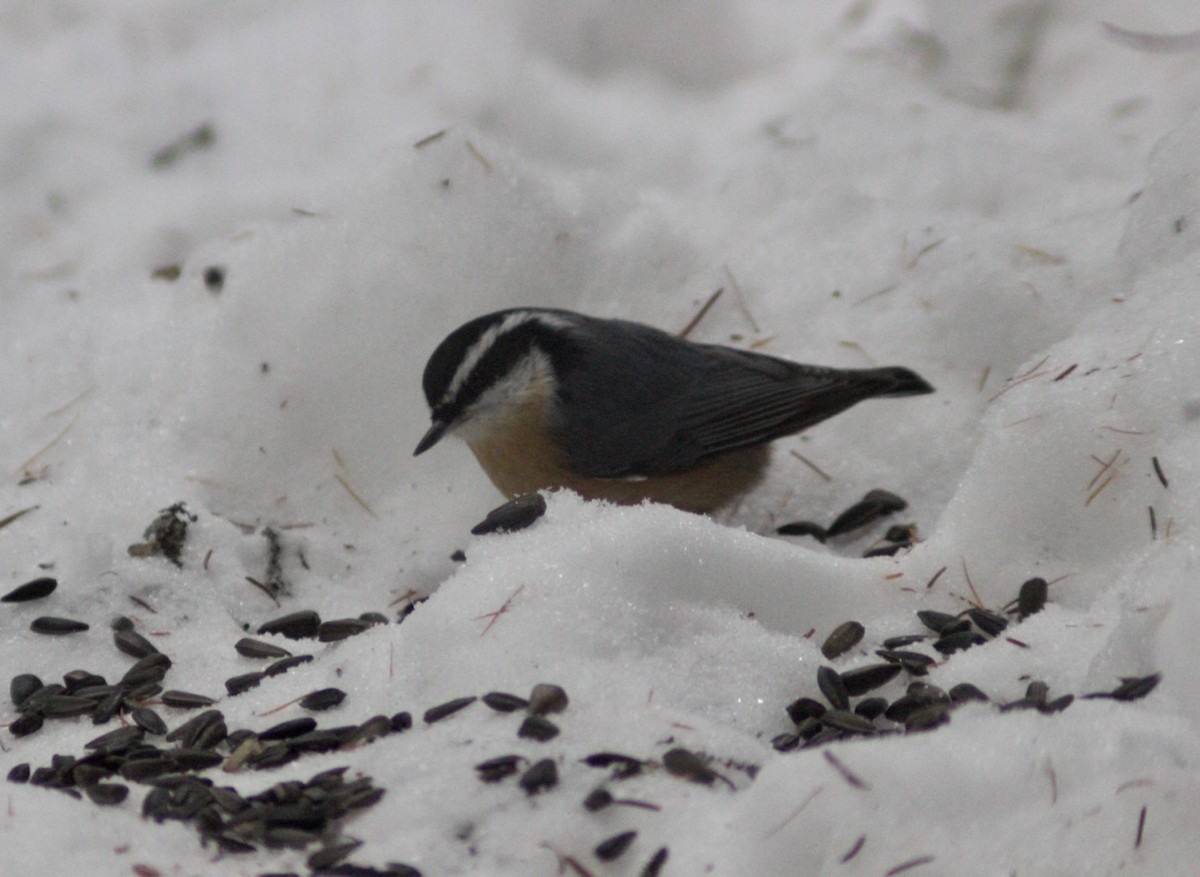 brhlík americký - ML646651335