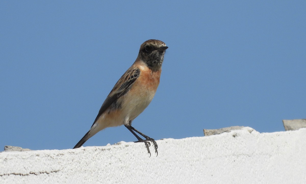 Siberian Stonechat - ML646651336