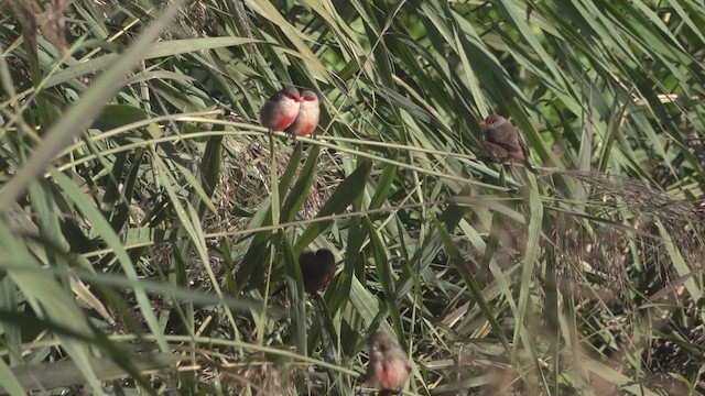 Астрильд смугастий - ML646651337