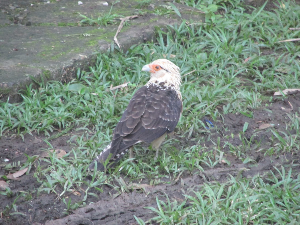Yellow-headed Caracara - ML646651338