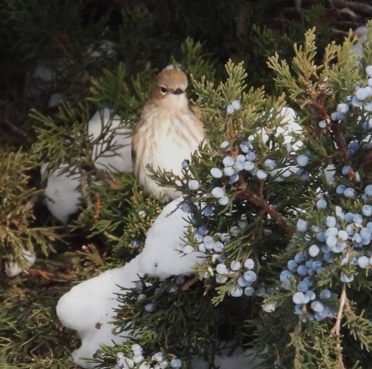 キヅタアメリカムシクイ - ML646651342