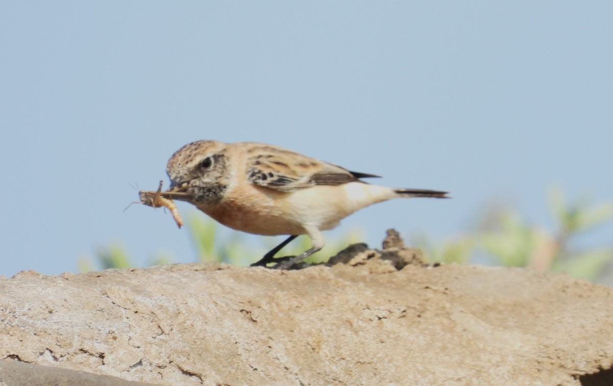 Siberian Stonechat - ML646651349