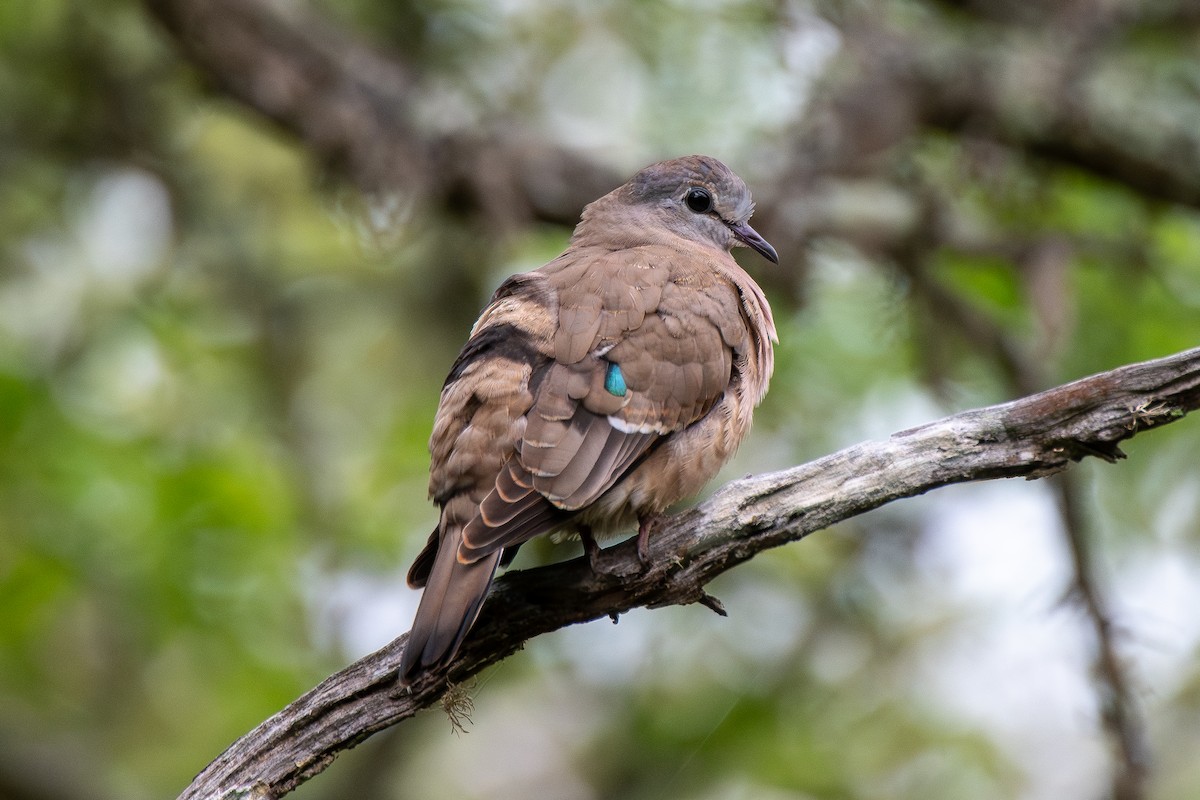 Emerald-spotted Wood-Dove - ML646651352