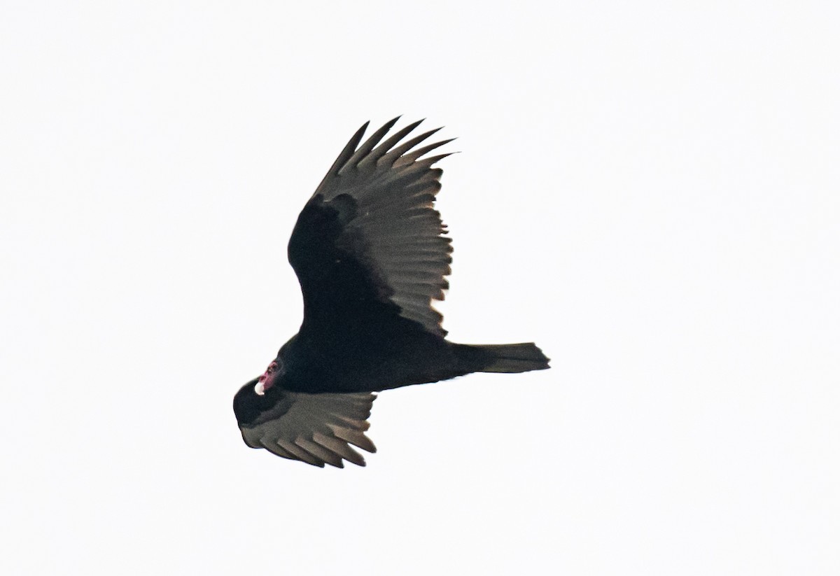 Катарта-индейка - ML646651355