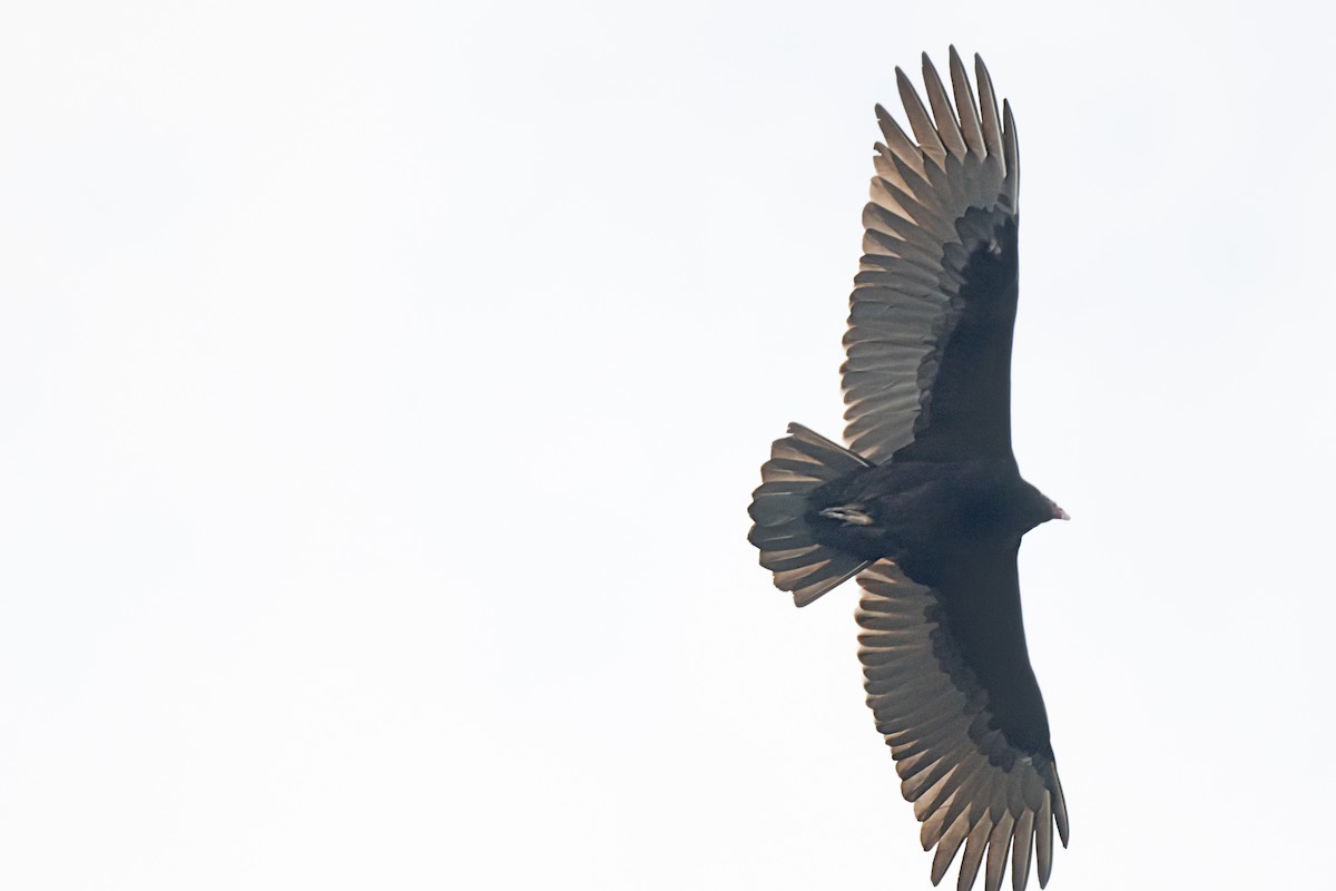 Катарта-индейка - ML646651359