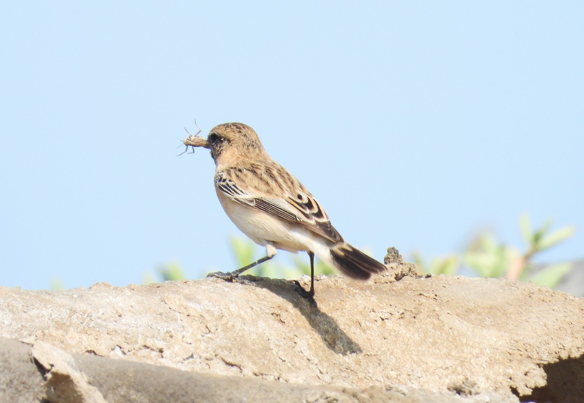 Siberian Stonechat - ML646651362