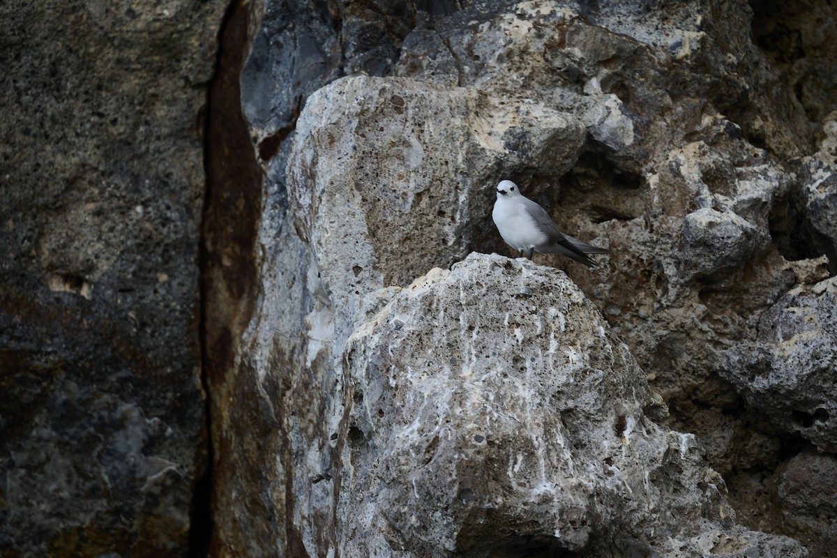 Серая кланяющаяся крачка - ML646651363