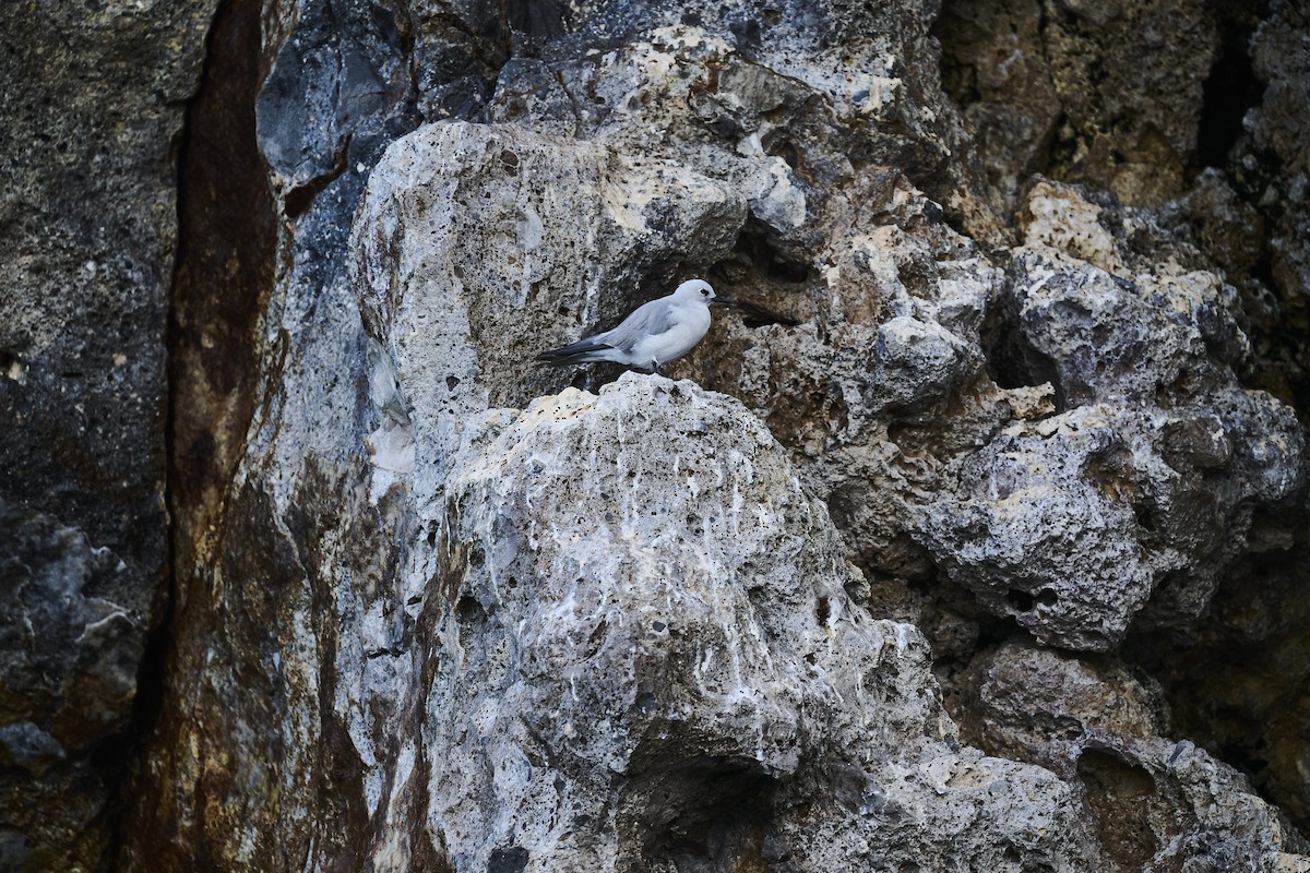 Серая кланяющаяся крачка - ML646651364