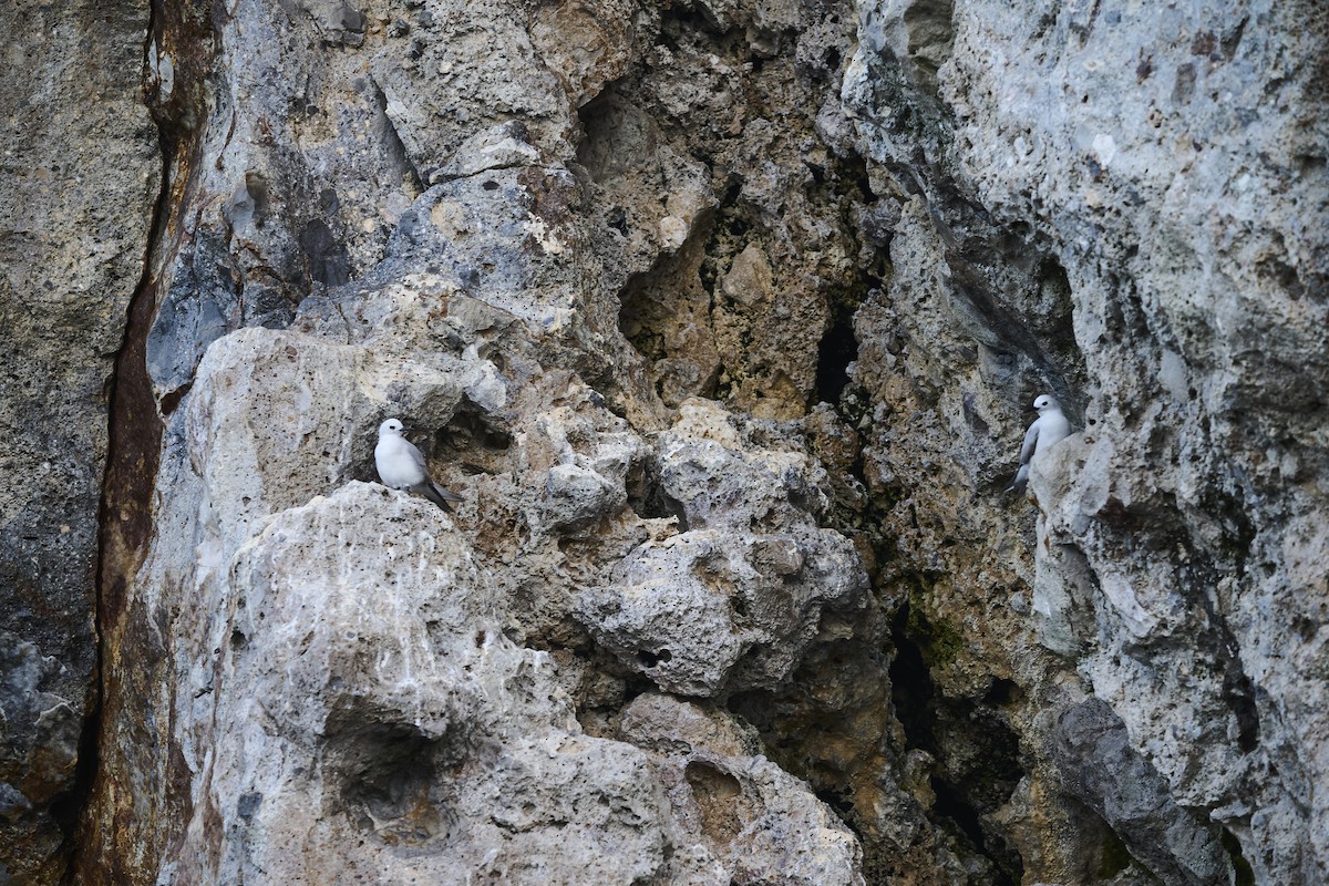 Серая кланяющаяся крачка - ML646651365