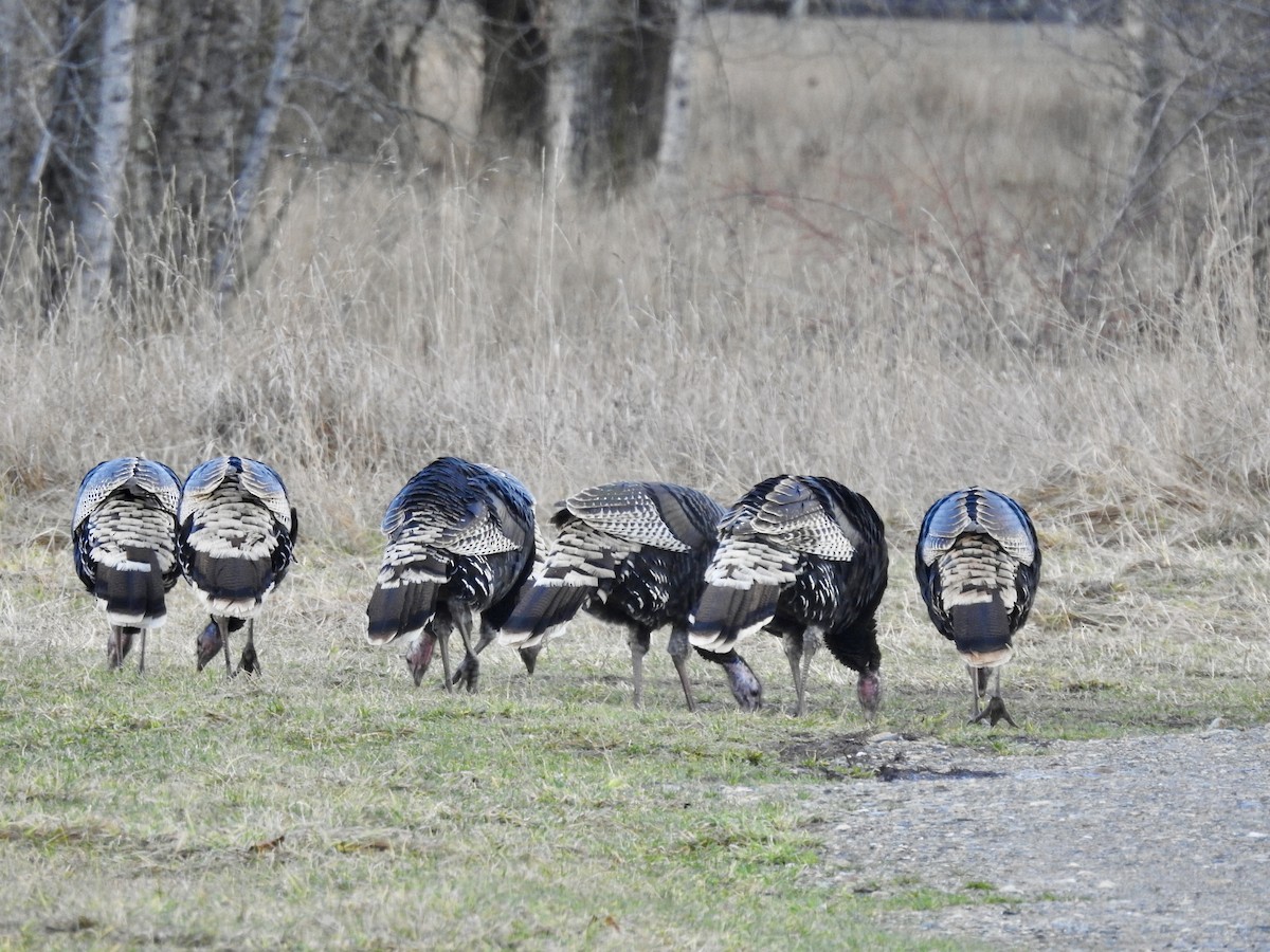 Indioilar arrunta - ML646651373