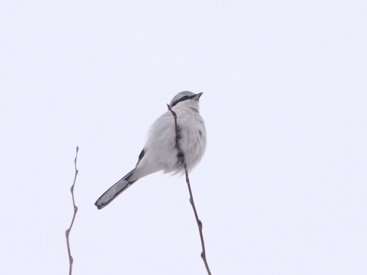Alcaudón Boreal (americano) - ML646651375