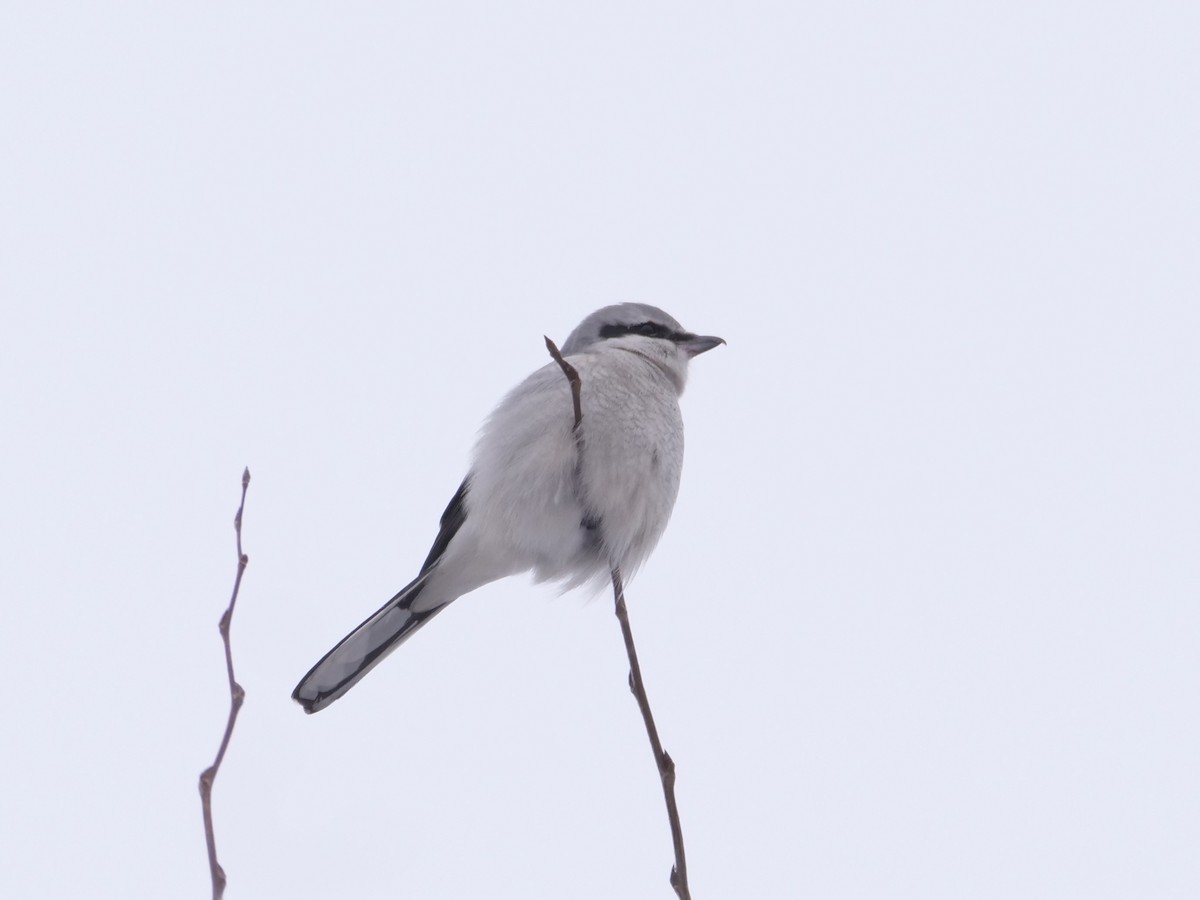 Alcaudón Boreal (americano) - ML646651377