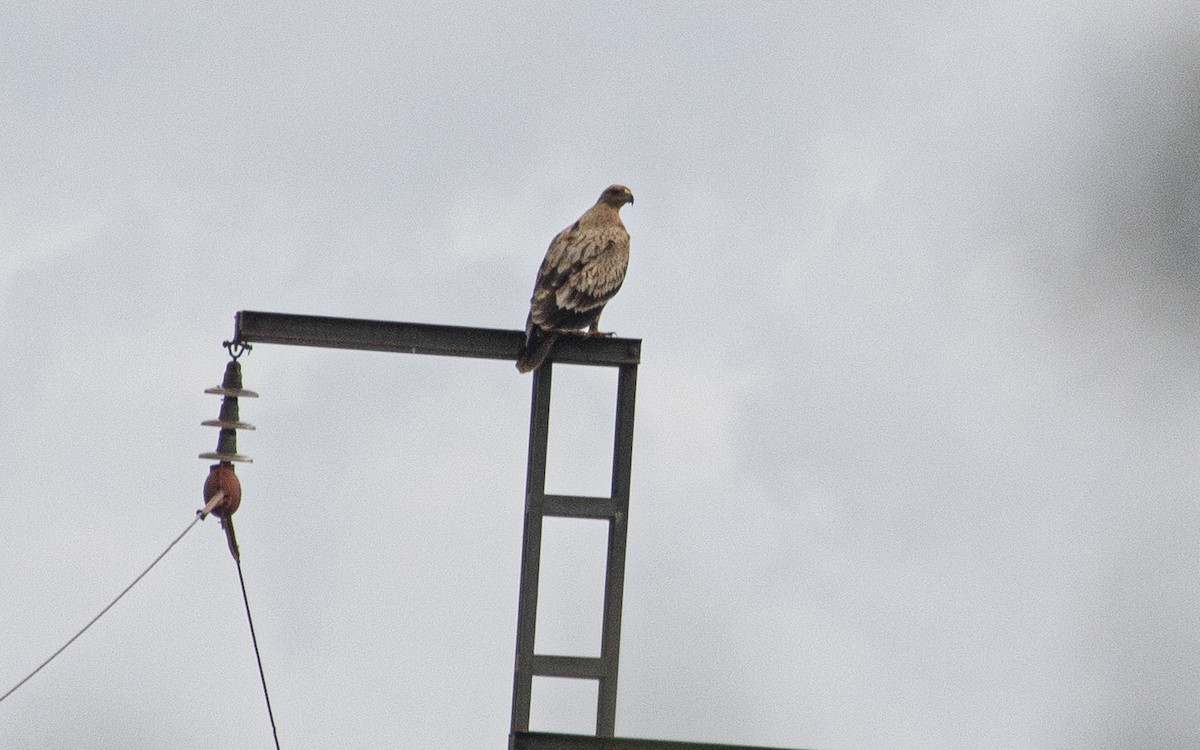 Spanish Eagle - ML646651378