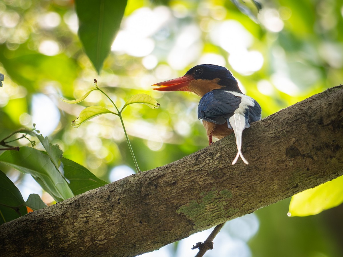 Buff-breasted Paradise-Kingfisher - ML646651380