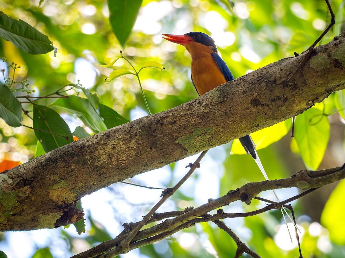 Buff-breasted Paradise-Kingfisher - ML646651381