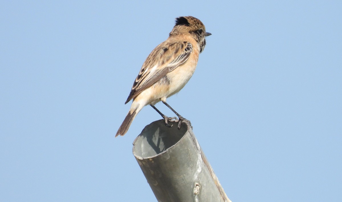 Siberian Stonechat - ML646651382