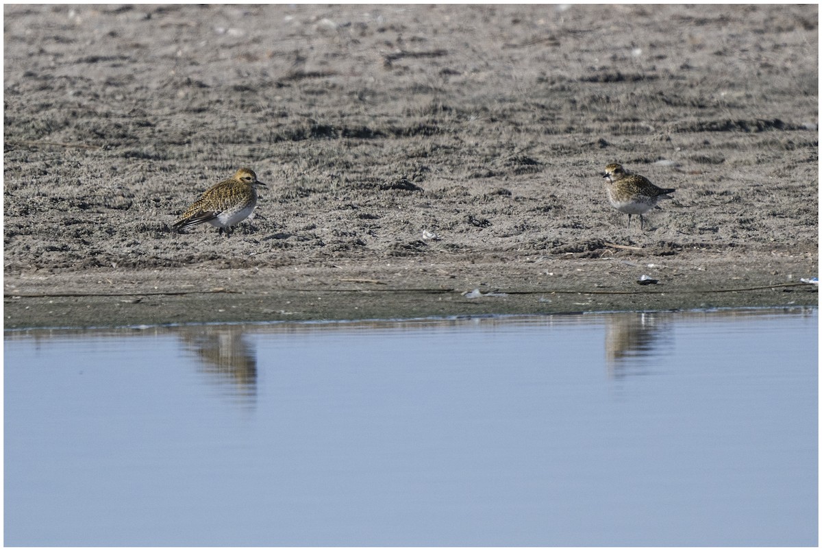 European Golden-Plover - ML646651383
