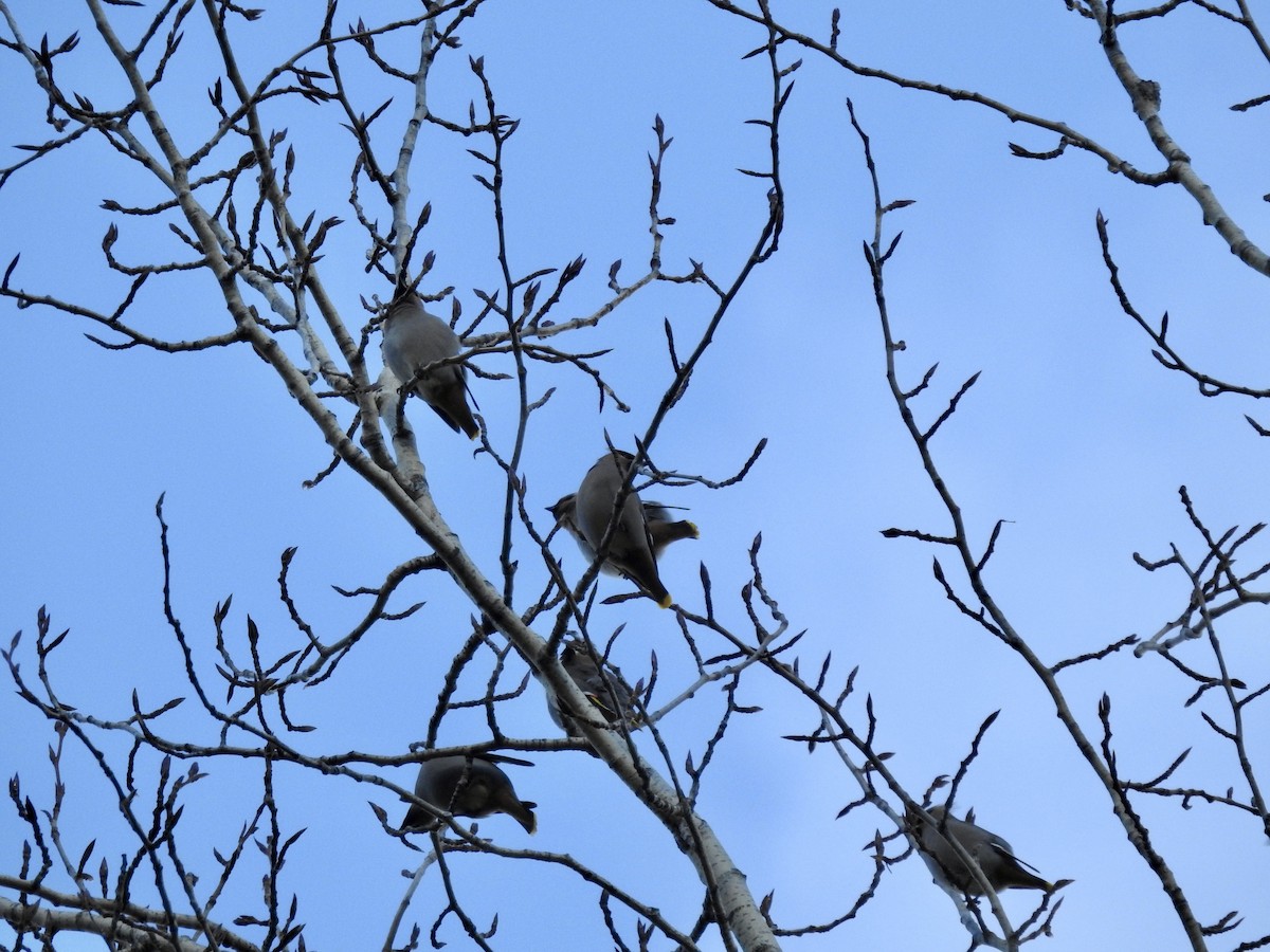 Buztanori boreala - ML646651391