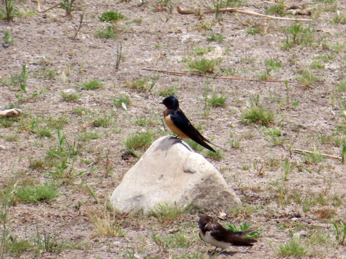 Barn Swallow - ML646651396