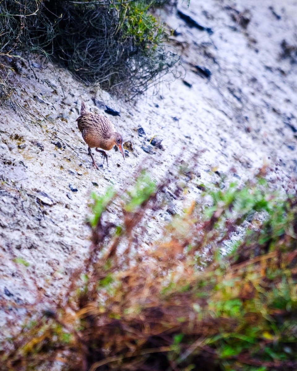 Ridgway's Rail - ML646651397