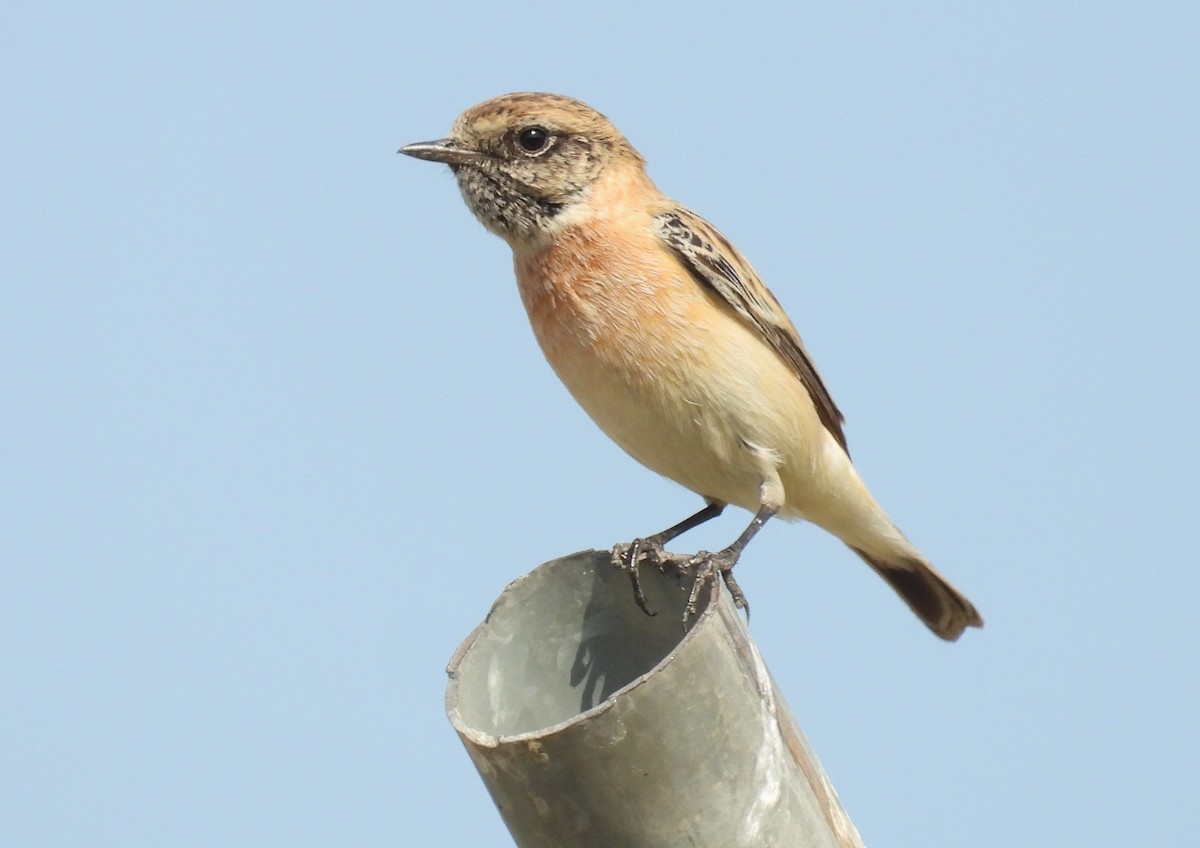 Siberian Stonechat - ML646651399