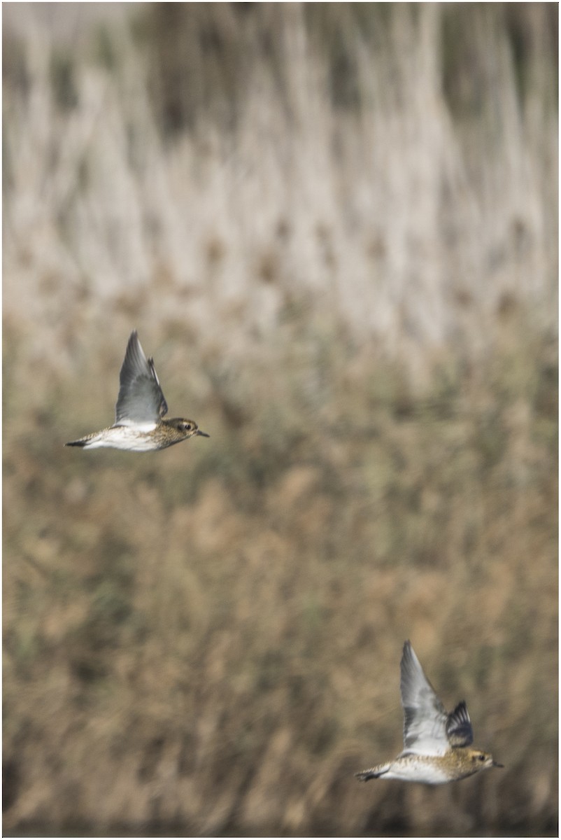 European Golden-Plover - ML646651400