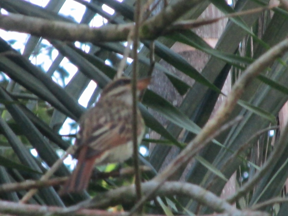 Streaked Flycatcher - ML646651401