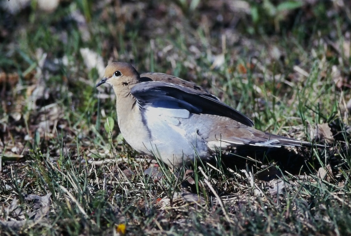 hrdlička karolínská - ML646651402