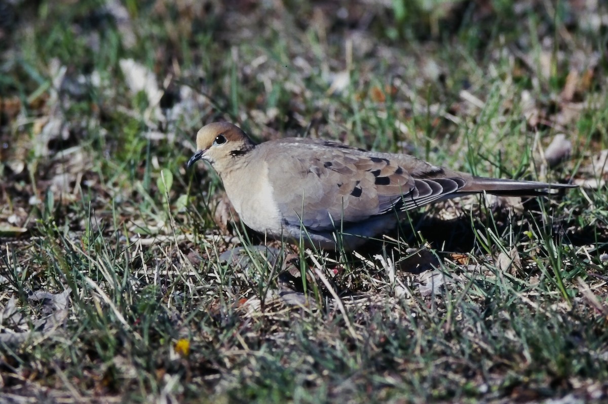 hrdlička karolínská - ML646651403