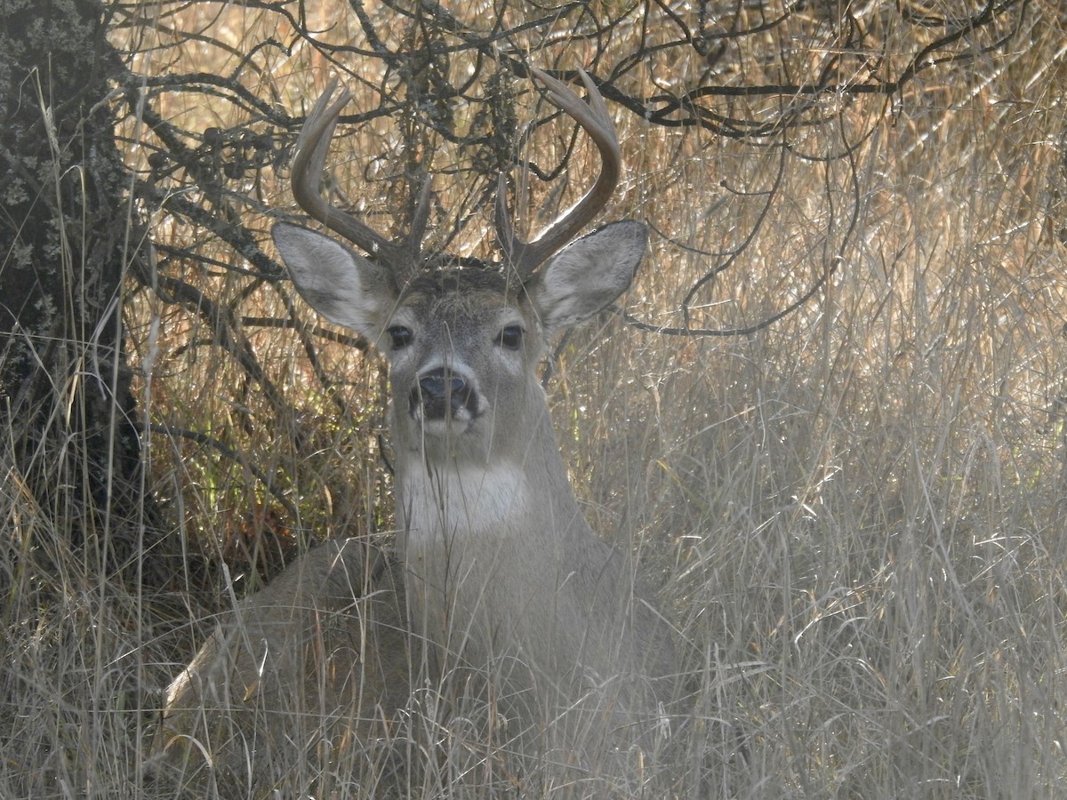 White-tailed Deer - ML646651405