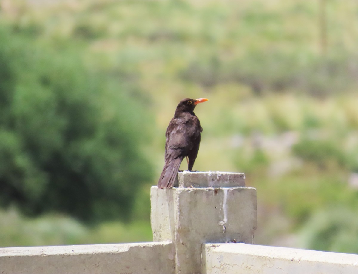 Chiguanco Thrush - ML646651407