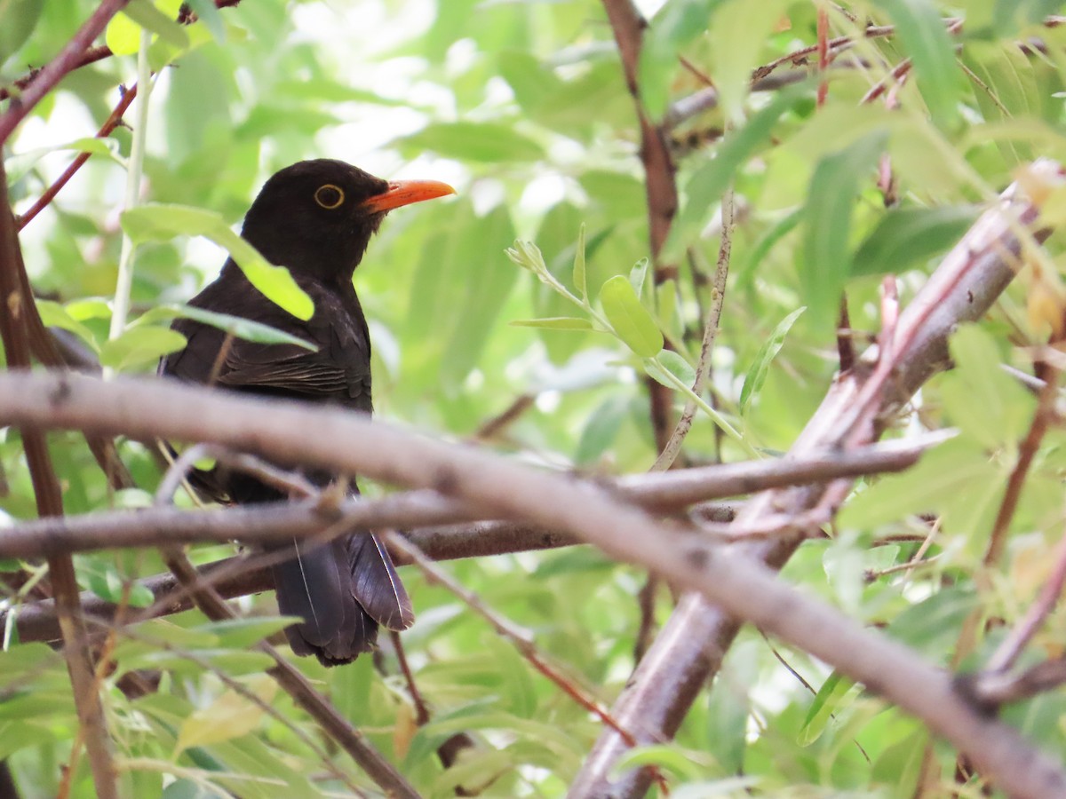 Chiguanco Thrush - ML646651408