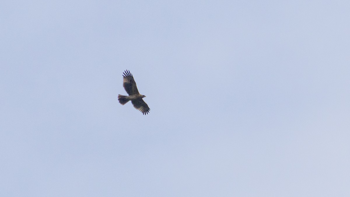 Bonelli's Eagle - ML646651409